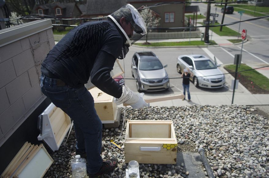 In a Thursday, May 8, 2014 photo, Josh Thierry helps establish a new colony of honeybees on the roof of The Laundry in Fenton, Mich. The restaurant installed the colony to create honey and pollinate their garden and local flora. (AP Photo/The Flint Journal, Samuel Wilson) LOCAL TV OUT; LOCAL INTERNET OUT Samuel Wilson | Mlive.com
