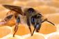 Disappearing Bees.JPEG-0346a.jpg