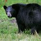 In this Wednesday Aug. 1, 2007 file photo, a black bear is seen in Lyme, N.H. (AP Photo/Cheryl Senter, File)