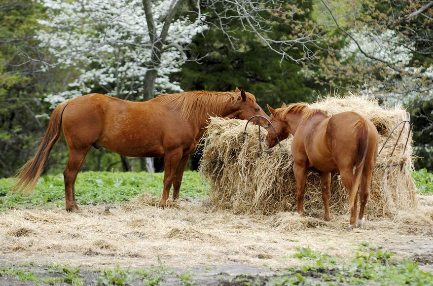 In this April 28, 2014 photo, Dock and Lily enjoy a meal at Giant City Stables in Makanda, Ill. They are two of the nearly 30 horses housed at the stables that provide specialized equine services and therapeutic riding for the physically disabled. (AP Photo/The Southern, Adam Testa)