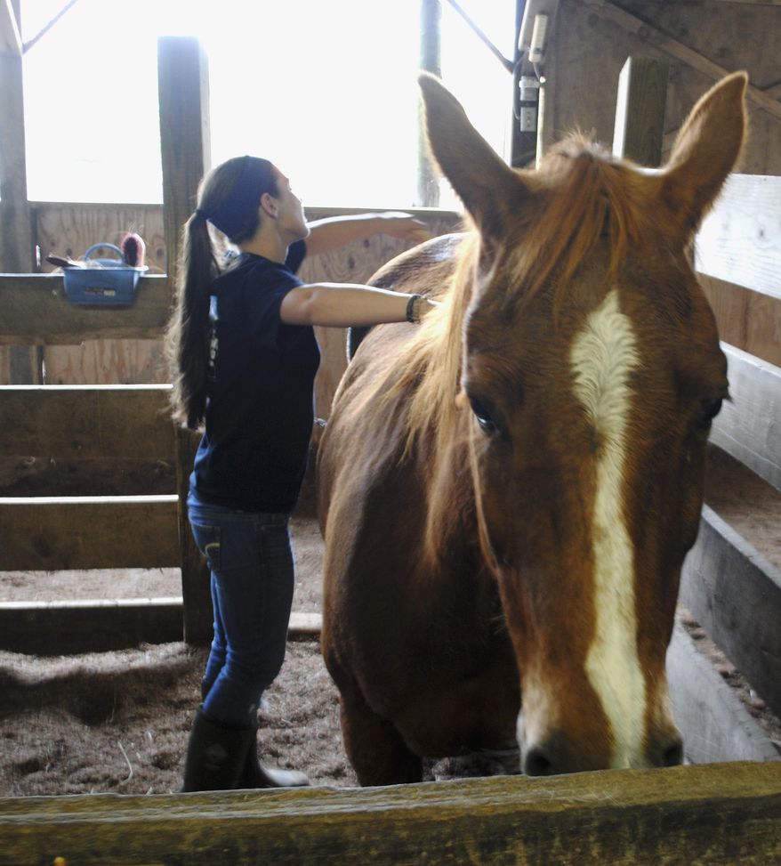 In this April 28, 2014 photo, Peggy Nott, an equine sciences student at Southern Illinois University interning at Giant City Stables in Makanda, Ill., brushes Tootsie. The stables provide specialized equine services and therapeutic riding for the physically disabled. (AP Photo/The Southern, Adam Testa)
