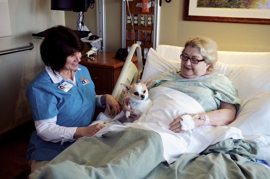 In this April 29, 2014 photo, Dee Duffy, owner of Charlie, a 5-year-old Chihuahua, visit with Marybelle Novak, 88, of Dixon, Ill., as she recovers at KSB Hospital in Dixon. Charlie is just one of several pets that regularly visits the hospital as part of the Pet and Wellness Service (PAWS) program. (AP Photo/Sauk Valley Media, Alex T. Paschal)