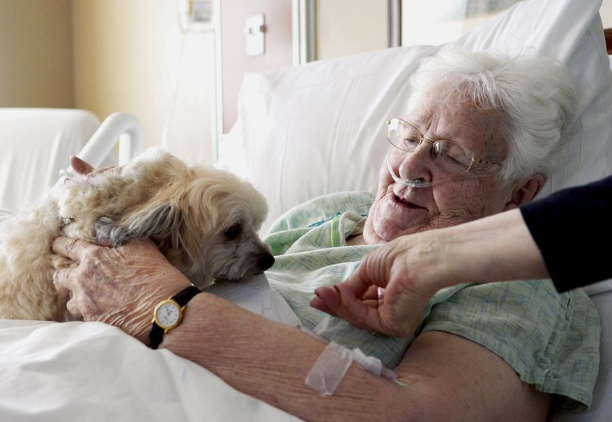 In this April 29, 2014 photo, Jaxon, a 1-year-old javanese, sits and visits with Marybelle Novak, 88, of Dixon, Ill., as she recovers at KSB Hospital in Dixon. Jaxon is enrolled in the Pets and Wellness Service (PAWS) program at the hospital by owner Vickie Leigh. (AP Photo/Sauk Valley Media, Alex T. Paschal)