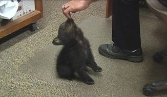 In this image from KPIC-TV video Tuesday, May 20, 2014, police in Myrtle Creek, Ore., watch after a female bear cub dropped off at the police station after a boy found the cub inside the city limits Monday, May 19, 2014. The Oregon Department of Fish and Wildlife transferred the cub to a wildlife center near Corvallis. Tim Walters with ODFW said Thursday, May 22, that the cub will likely be sent to a zoo. (AP Photo/KPIC-TV)