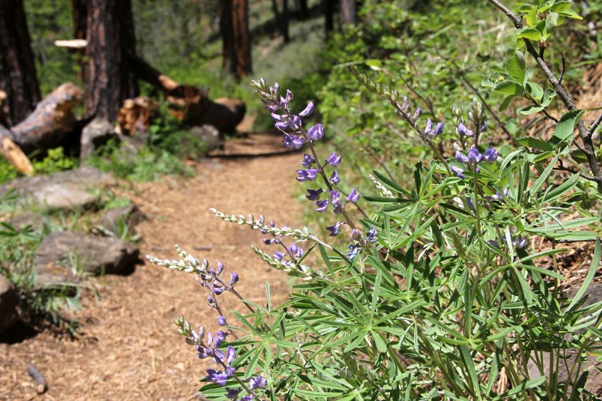 In this photo taken on June 3, 2013, groves of lupine grow along the Metolius River Trail in Oregon. (AP Photo/Statesman-Journal, Zach Urness)