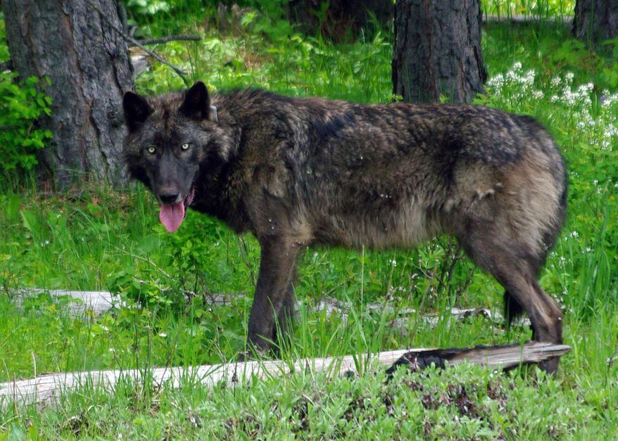 This May 25, 2014 photo provided by the Oregon Department of Fish and Wildlife shows OR-26, a 100-pound adult male wolf trapped outside La Grande, Ore., and fitted with a GPS tracking collar. The wolf is the 26th to be fitted with a tracking collar since wolves started swimming the Snake River from Idaho in the 1990s. The latest estimate puts Oregon's wolf population 65. A similar collar on Oregon's famous wandering wolf, OR-7, made it possible to track his travels across Oregon into Northern Claifornia in search of a mate. (AP Photo/Oregon Department of Fish and Wildlife)
