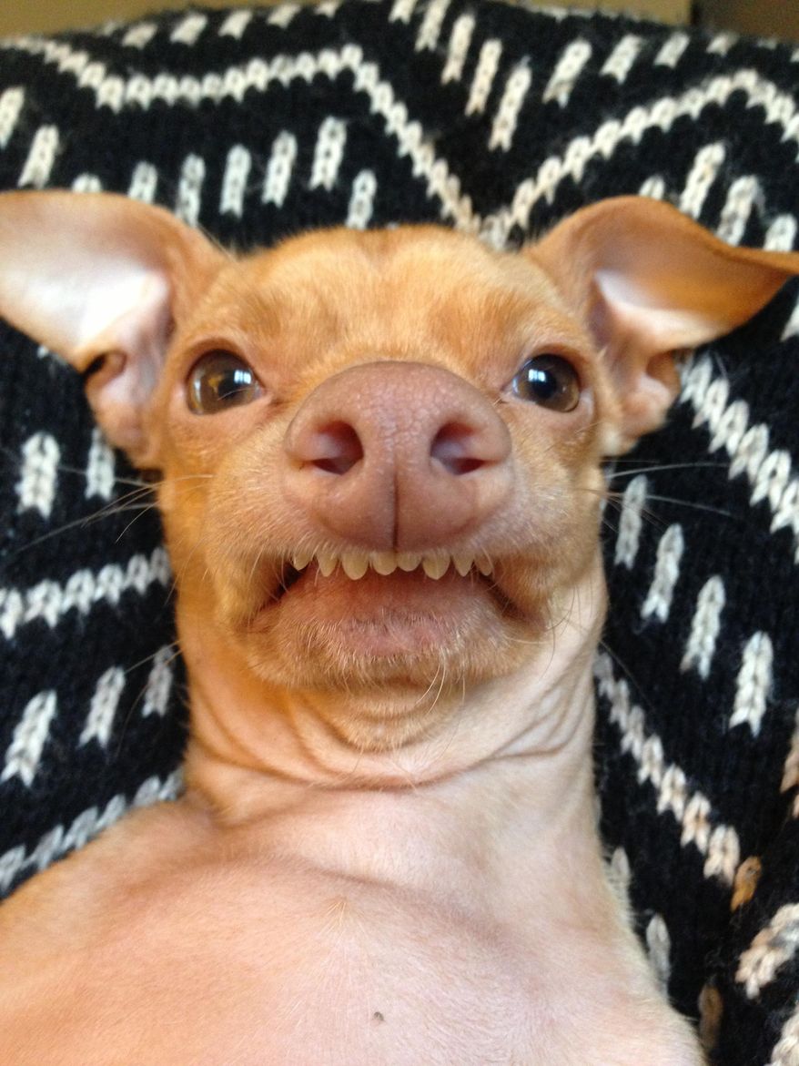 This Jan. 29, 2014, photo provided by Courtney Dasher, shows her dog, "Tuna" in Los Angeles. Dasher rescued the Chihuahua-dachshund mix with the bug eyes, big nose and infamous overbite in 2010. Animal lovers eat up the snapshots of dogs doing the darndest things, giving Tuna insta-fame on Instagram. Dasher, who says Tuna resembles Mr. Burns from “The Simpsons,” started @tunameltsmyheart in 2011. ( AP Photo/Courtney Dasher)
