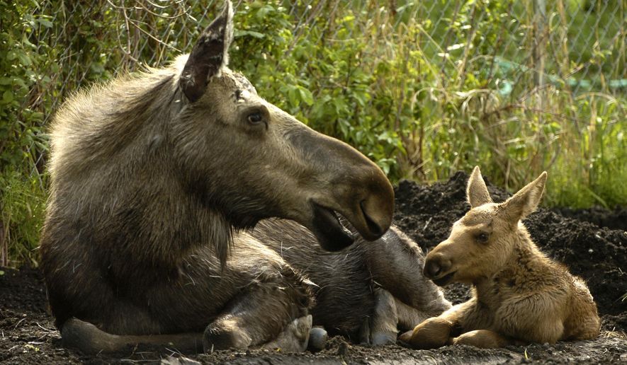 FILE - This June 1, 2006 file photo shows a baby moose resting with its mother north in Anchorage, Alaska. It&#39;s the time of year in Alaska when moose are being born, and state biologists once again are reminding people not to touch the calves, even if the animals seem to have been abandoned by their mothers.  (AP Photo/Anchorage Daily News, Bill Roth, file)