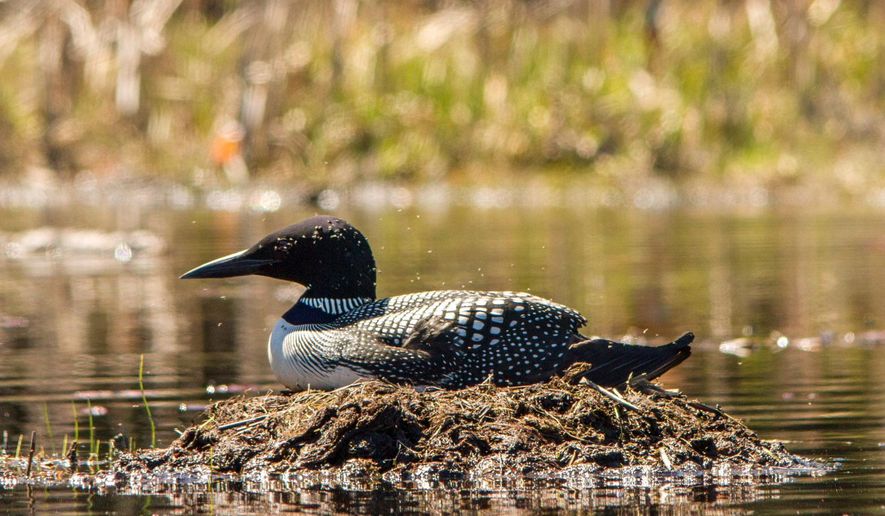 In a May 23, 2014 photo provided by Linda Grenzer, a loon nests on on Muskellunge Lake in Tomahawk, Wis. Swarms of biting flies are attacking loons in northern Wisconsin this season like never before, causing the birds to abandon their nests in record numbers, according to researchers. The explosion of the black fly population just as the loons began incubating their eggs has caused more than 80 percent of the loons to abandon their nests in Vilas County and more than 70 percent of nests in Oneida County, according to the wildlife scientists who track the tuxedoed birds with the mournful cries. (AP Photo/Linda Grenzer)