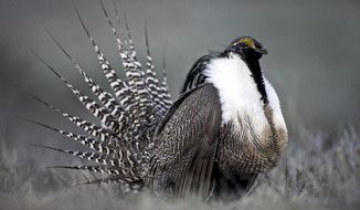 This April 2014 photo provided by Colorado Parks and Wildlife shows a Gunnison Sage Grouse with tail feathers fanned near Gunnison, Colo. Federal authorities have issued a moratorium blocking oil, gas and coal leasing on 800,000 acres of public land in southwestern Colorado and eastern Utah that is habitat for the imperiled Gunnison sage grouse.   (AP Photo/Colorado Parks and Wildlife, Dave Showalter)