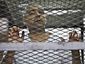 mideast-egypt-al-jazeerajpeg-01476_mugshot_four_by_three.jpg