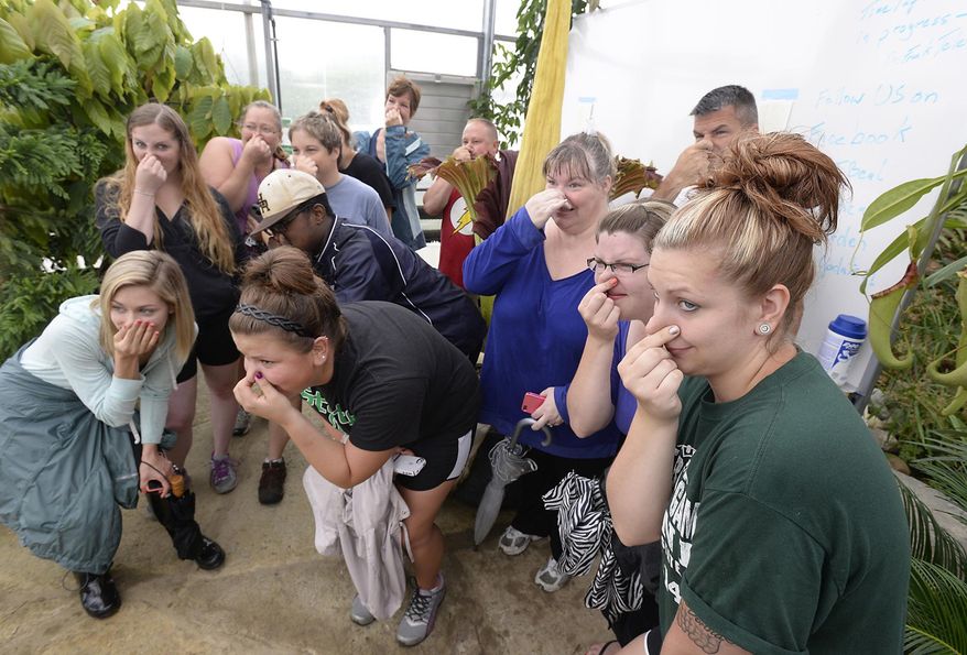 A class from Lansing Community College poses for a picture with Michigan State University's rare corpse flower at the Plant Biology Conservatory in East Lansing, Mich., Tuesday, June 24, 2014. The plant last bloomed in 2010 and the significant smell and the bloom last a very short time. (AP Photo/Lansing State Journal, Rod Sanford)