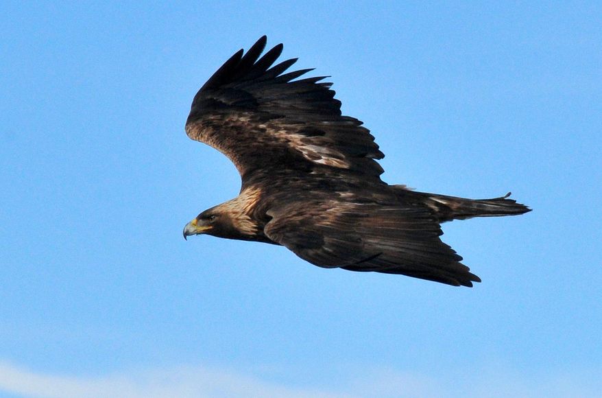 A golden eagle is shown in this undated, handout photo provided by the U.S. Fish and Wildlife Service. (AP Photo/US Fish and Wildlife Service) ** FILE **