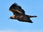 wind-energy-eagle-deathsjpeg-0440d_mugshot_four_by_three.jpg