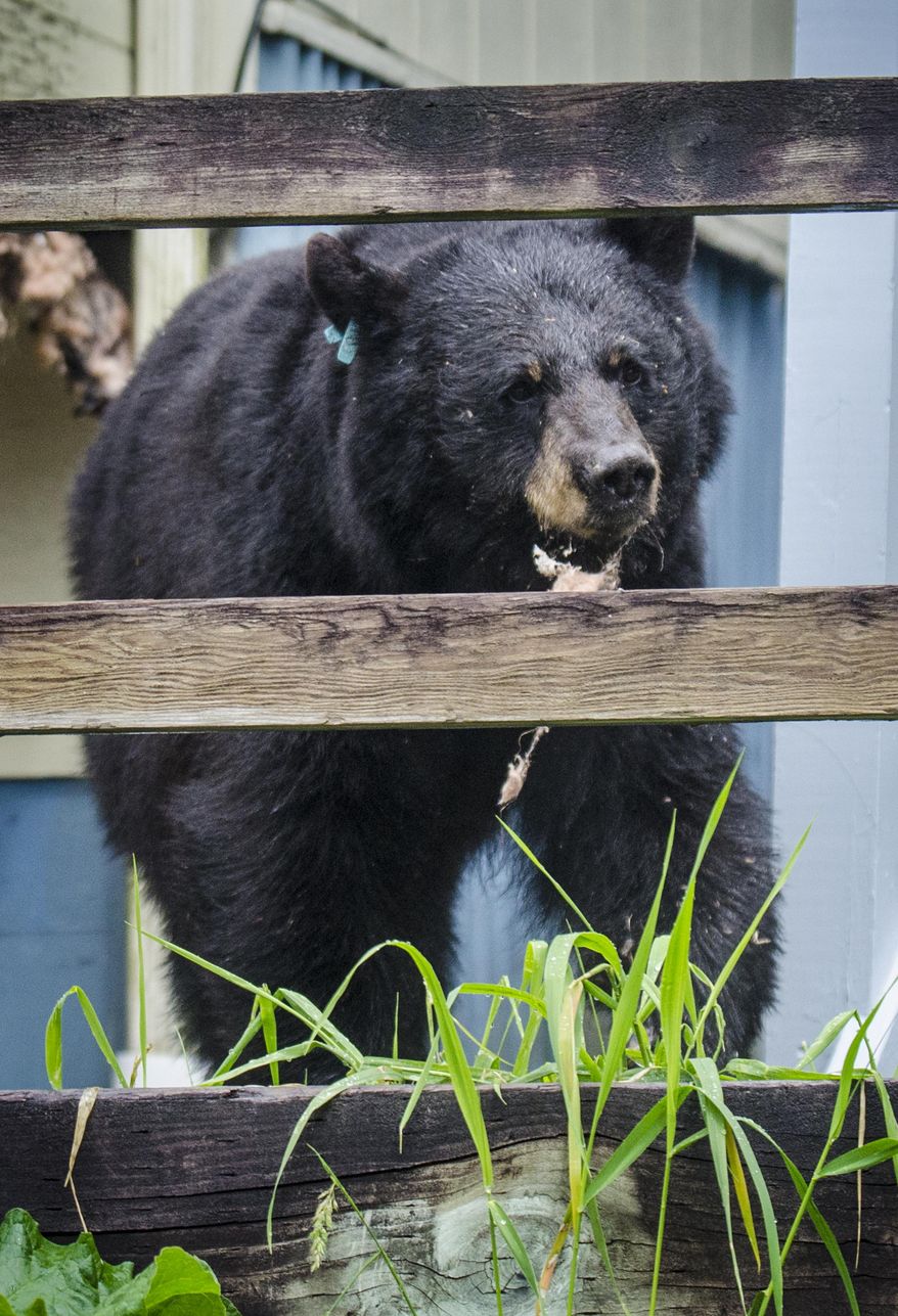 This Wednesday, June 25, 2014 photo shows a male bear with insulation hanging out of his mouth standing by the house that he ripped into the floorboards of for his beehive meal in Juneau, Alaska. The bear was wearing an Alaska Department of Fish and Game tag. A neighbor, Ira Winograd, said the bear must have smelled a beehive the wall of the house, so he tore it up to get to his meal. Afterward, the bear ambled along a walkway and eventually darted into the forest. (AP Photo/The Juneau Empire, Marlena Sloss)