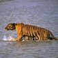 In this Saturday, April 26, 2014, photo, a Royal Bengal tiger prowls in Sunderbans, at the Sunderban delta, about 130 kilometers (81 miles) south of Calcutta, India. An Indian fisherman says a tiger has snatched a man off a fishing boat and dragged him away into a mangrove swamp. (AP Photo/Joydip Kundu)