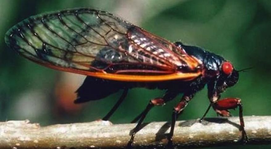 A big cicada makes interesting noises - but may not appeal to Americans as a food item. (Associated Press)