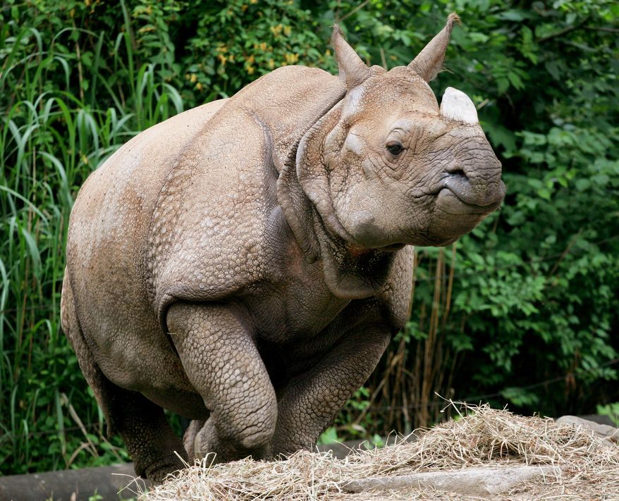 ** FILE ** An undated photo provided by the Cincinnati Zoo & Botanical Garden shows Nikki, an endangered rhino who died Thursday, July 3, 2014. (AP Photo/Cincinnati Zoo & Botanical Garden )