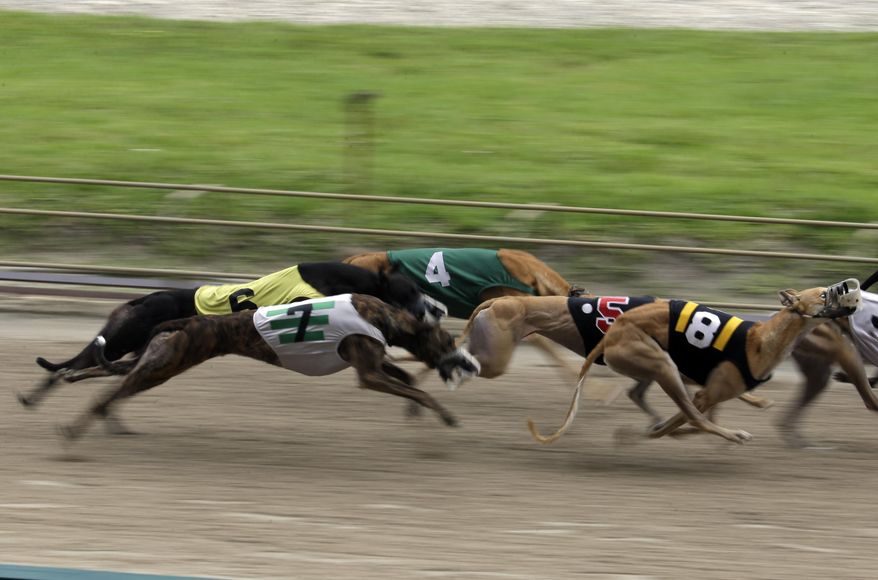 In this Tuesday, June 17, 2014, photo, greyhounds race at the Flagler Dog Track in Miami. (AP Photo/Lynne Sladky)