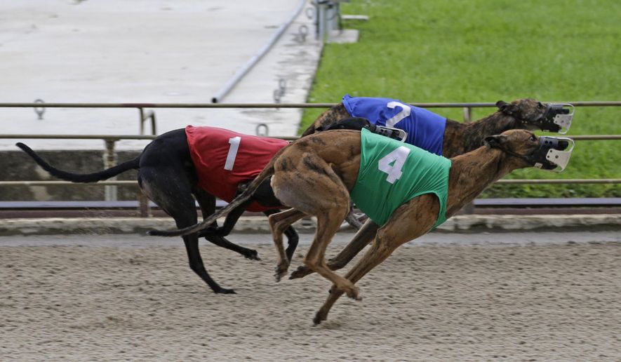 In this photo taken Tuesday, July 8, 2014, greyhounds race at Flagler Dog Track in Miami. Greyhound racing’s decline began years ago as more states introduced or expanded casino-style gambling. (AP Photo/Alan Diaz)