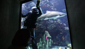 **FILE** Diver Mike Ableson, a volunteer at the New England Aquarium in Boston, cleans the glass of a giant ocean tank in the aquarium , as a shark swims by on Dec. 26, 2005. (Associated Press)
