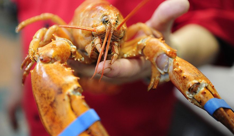 In this July 18, 2014 file photo, a rare live orange Maine lobster arrives at Bill's Steak and Seafood Restaurant to be displayed in Naples, Fla. (AP Photo/Naples Daily News, Corey Perrine) ** FILE **