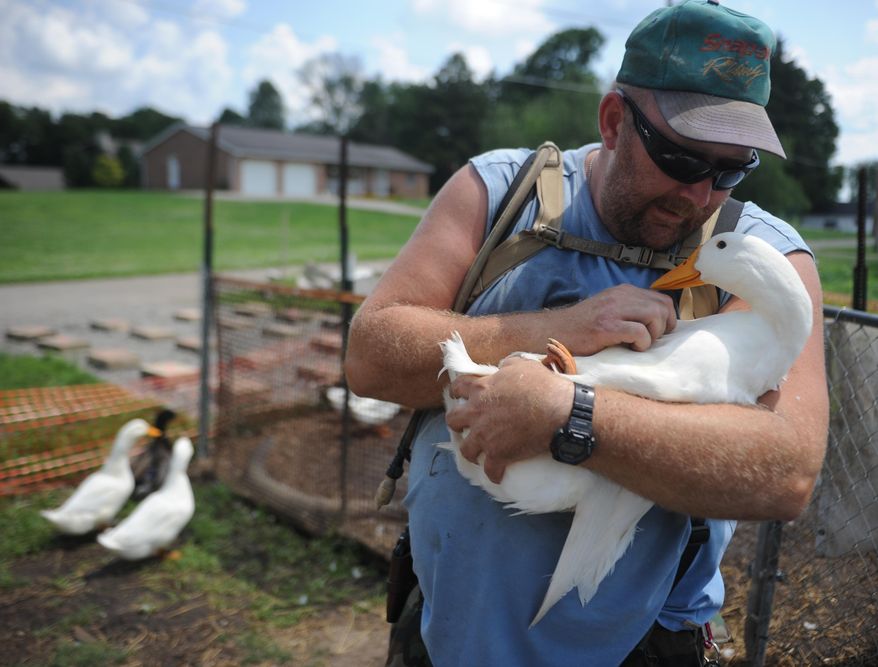 In this Thursday, July 10, 2014 photo, Iraq war veteran Darin Welker, 36, holds one of his ducks at his home in West Lafayette, Ohio. Welker, who served a year in 2005 for the Army National Guard, says his 14 pet ducks serve as mental and physical therapy for him. He's worried he'll have to give them up after village officials told him in May he can't keep them on his property. Welker was cited with a minor misdemeanor June 23 for having the ducks in his yard. He is scheduled to appear in Coshocton Municipal Court for a hearing Wednesday, July 23, 2014, and could face a $150 fine. (AP Photo/Coshocton Tribune, Trevor Jones)