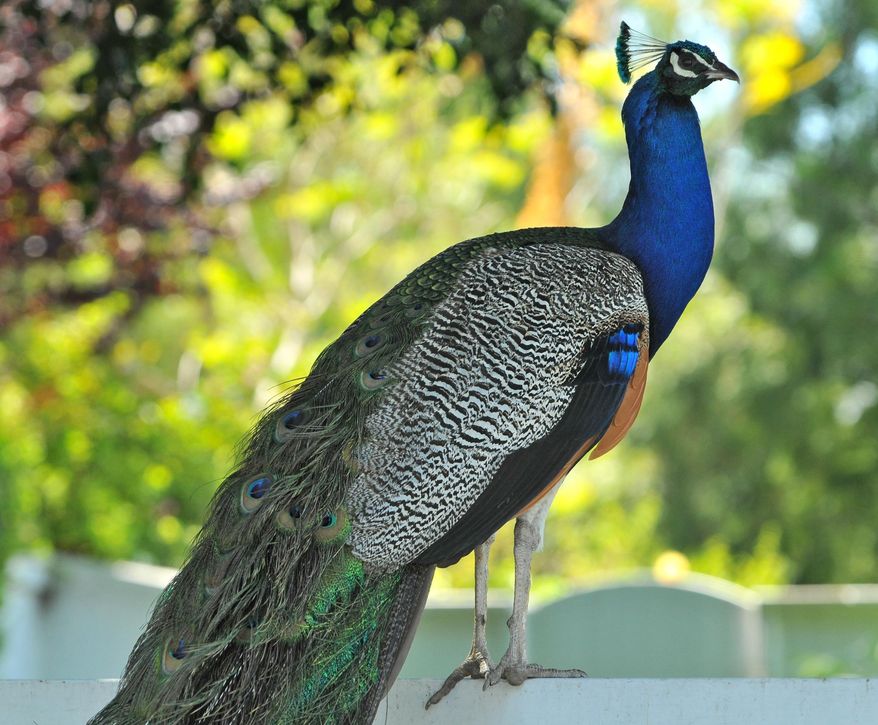 In this Monday, June 7, 2010, file photo, a peacock perches on a fence in Rolling Hills Estates, Calif. (AP Photo/The Daily Breeze, Robert Casillas) ** FILE **