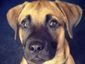 apollo_mugshot_four_by_three.jpg