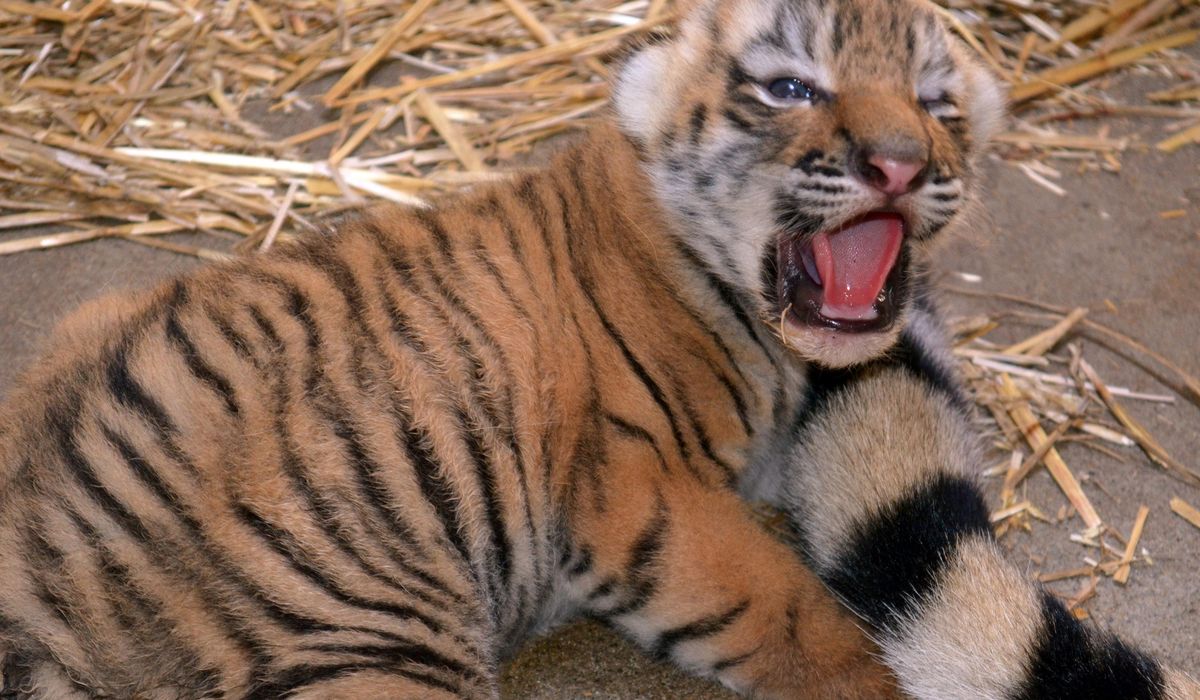 NextImg:Anesthetized tiger cub dies at Colorado zoo after suffering spinal injury from fall