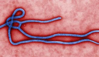 This photo provided by the Centers for Disease Control and Prevention shows an Ebola virus. (AP Photo/CDC)