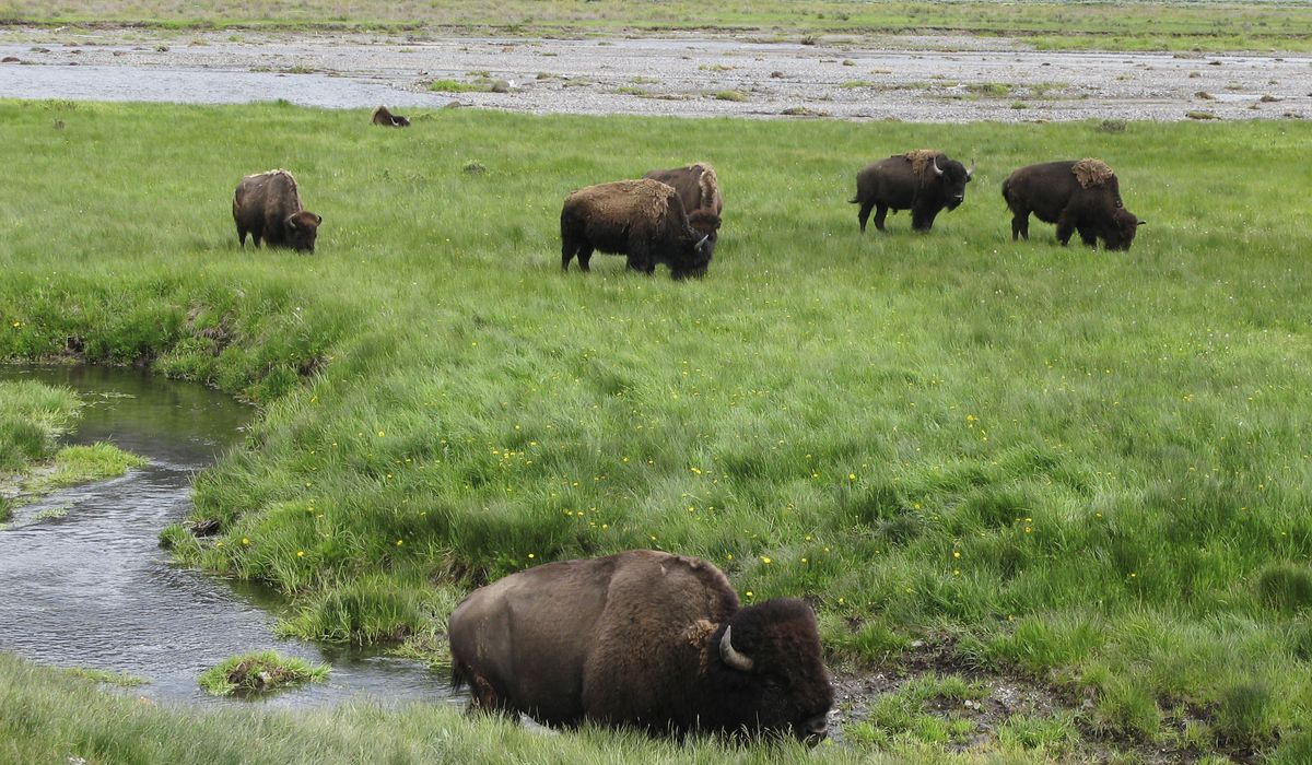 NextImg:Yellowstone National Park rangers euthanize bison calf after herd rejects it