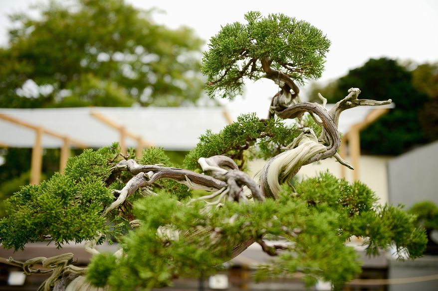 The Japanese bonsai collection is on display in the courtyard of The National Bonsai and Penjing Museum at the U.S. National Arboretum. (Photographs by Andrew Harnik/The Washington Times)