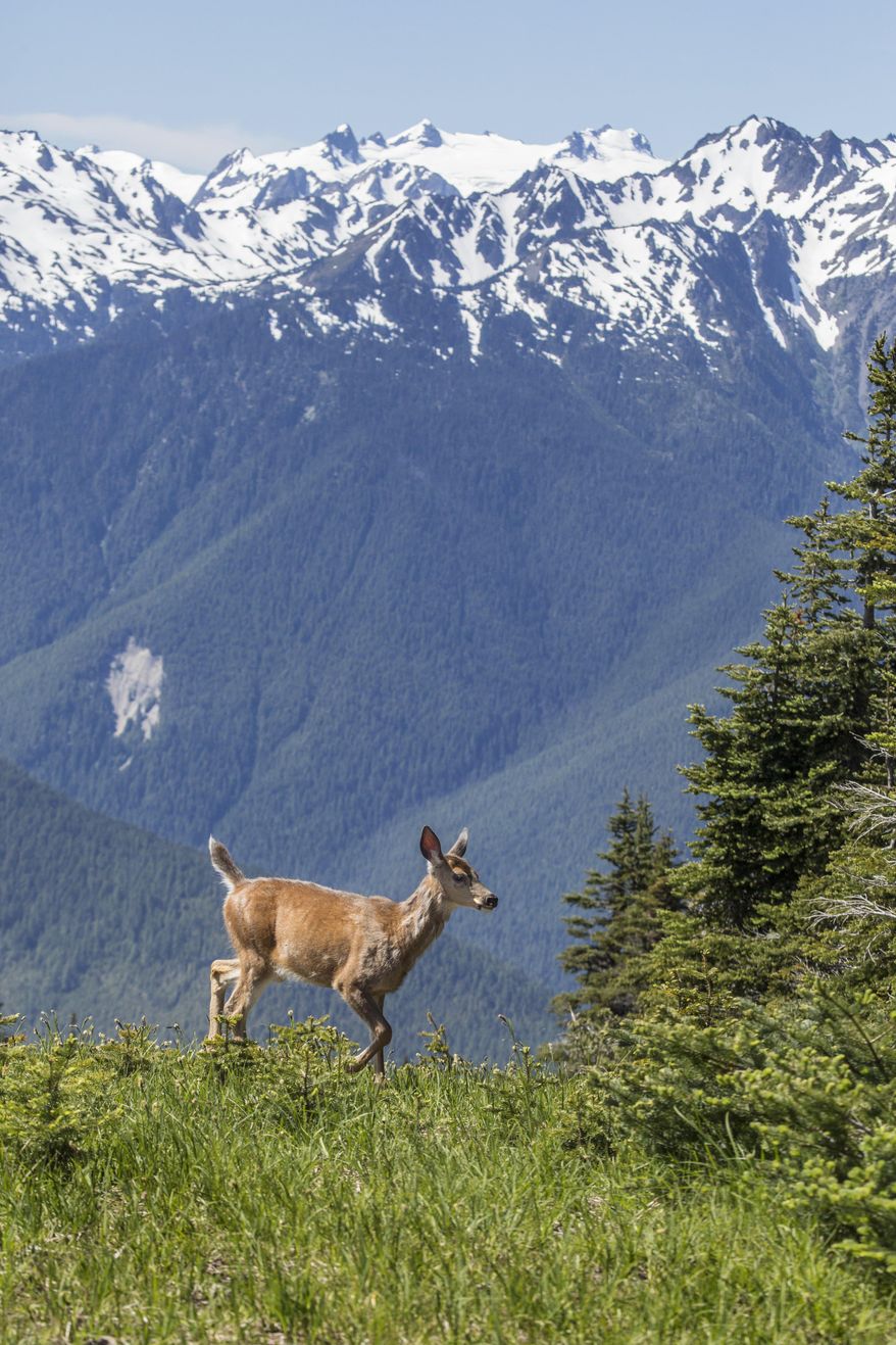 A deer runs across the grass at Hurricane Ridge on July 2, 2014 in Olympic National Park, Wash. Olympic National Park is so vast almost a million acres of mountains, forest and ocean beaches _ that you can find drier sides and your own natural haven, rain or shine. (AP Photo/The Seattle Times, Steve Ringman) **FILE**