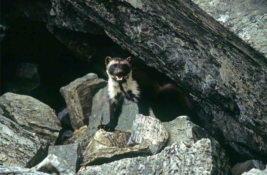 This undated photo provided by Defenders Of Wildlife shows a wolverine that had been tagged for research purposes in Glacier National Park, Mont. Federal officials will announce Tuesday, Aug. 12, 2014, that wolverines do not warrant protection under the Endangered Species Act in a finding that underscores the difficulties of using climate models to predict what could happen to a species decades from now. (AP Photo/Defenders of Wildlife, Ken Curtis)