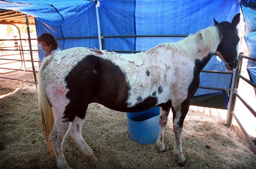 In this photo taken on Tuesday, Aug. 12, 2014, Brian Cockerton is shown with his horse Crystal at his ranch in Norco, Calif. Crystal and another of Cockerton's horses are suffering from a skin condition known as photosensitization - a hyper-sensitivity to direct sunlight - and subsequent infections called photodermatitis, he said. Though tainted hay is suspected as the cause, tests are continuing at the California Animal Health and Food Safety lab at UC Davis. Toxicologists have not definitively identified that substance, said veterinary Dr. Kent Fowler, head of the state agency’s animal health branch, describing it as a “very odd occurrence.” (AP Photo/The Press-Enterprise, Kurt Miller) MAGS OUT; MANDATORY CREDIT. LOS ANGELES TIMES OUT