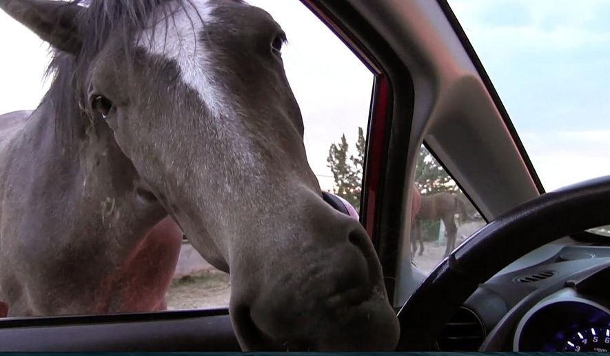 This still image from video from May 31, 2014 shows a stray horse outside of a Placitas, New Mexico, neighborhood attempting to chew a steering wheel of a car. For decades, the free-ranging horses have roamed this small mountain hamlet in New Mexico where they often gallop on residents' property and dash along roads. Federal officials say they plan on removing the horses roaming on nearby federal land after some residents complained the 125 or so horses have damaged the landscape amid drought conditions.(AP Photo/Russell Contreras)