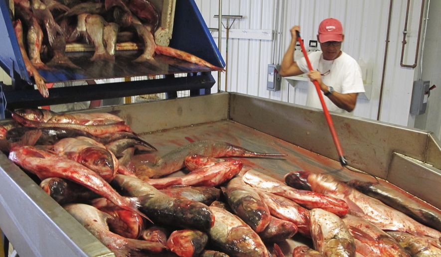 Asian carp market in illinois Corvette strip kit
