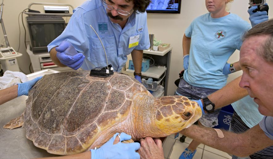 In this photo provided by the Florida Keys News Bureau, Dan Evans, left, of the Sea Turtle Conservancy, examines the fit of a satellite tracking transmitter being affixed to the the shell of Pine Tyme, a subadult loggerhead sea turtle, Friday, Aug. 15, 2014, at the Florida Keys-based Turtle Hospital in Marathon, Fla. Friday afternoon, Pine Tyme is to be released off the Keys to join the Tour de Turtles, a three-month-long "race" that features public online monitoring of the forward progress of 11 sea turtles. Turtle Hospital founder, Richie Moretti, is at right. (AP Photo/Florida Keys News Bureau, Andy Newman)