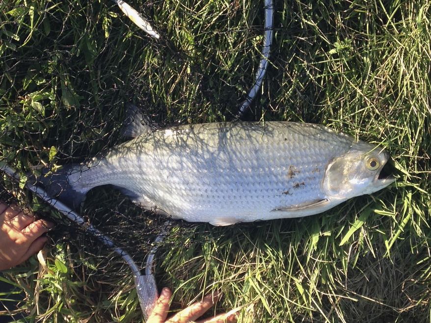 This July 25, 2014 photo provided by Dorothy Jo Selzler shows a 4-pound, 12-ounce goldeye that 9-year-old Brayden Selzler, of Velva, N.D., reeled in on Lake Audubon near Coleharbor, N.D. The state-record goldeye is the seventh record fish caught in North Dakota in the past five years, one-fourth of all documented record fish in state history. A state expert cites more fishing lakes, and a lot more anglers. But two trophy fish remain elusive, walleye and northern pike. (AP Photo/Courtesy of Dorothy Jo Selzler)