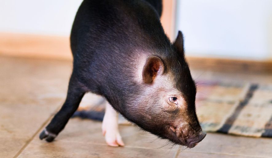 In this photo taken on Tuesday, Aug. 12, 2014, Dozer, a miniature pot-bellied pig owned by Shane Wilson of Eau Claire, Wis., sniffs the floor. Dozer was given to Wilson and his wife as a wedding present and is a registered service animal for Wilson, who served in the Marines. (AP Photo/The Eau Claire Leader-Telegram, Marisa Wojcik) ** FILE **