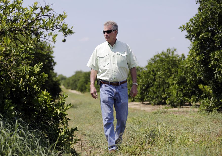 In this Wednesday, July 30, 2014 photo, Ellis Hunt Jr., 61, walks past an orange tree, left, which is affected by a disease called "greening", in Lake Wales, Fla. The Hunt family owns 5,000-plus acres of groves and is part of the co-op that contributes to Florida's Natural, the third largest juice brand in the country. Florida's $9 billion citrus industry is facing its biggest threat yet by a tiny invasive bug called the Asian Citrus Psyllid, which carries bacteria that are left behind when the psyllid feeds on a citrus tree's leaves. (AP Photo/Lynne Sladky)