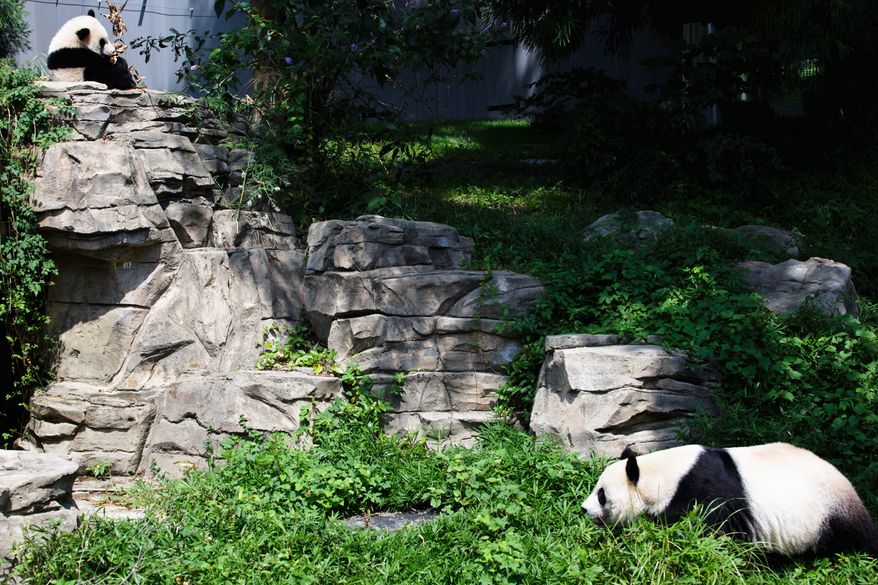 Bao Bao has grown into an active, independent panda who sometimes keeps her audience and her keepers waiting. She spends much of her time perched in trees.