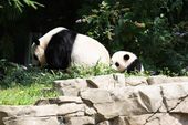 8_212014_bao-bao-8-21-16-0828201.jpg