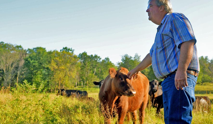 In this photo taken on Wednesday, Aug. 13, 2014, Mark Goodrich checks on his herd of about 100 Angus cattle on his ranch near Glenwood City, Wis. Goodrich, the deputy manager in charge of livestock and competition for the Minnesota State Fair, uses lessons learned from his ranch his to make sure the fair has some of the best-run agricultural competitions in the region. (AP Photo/The St. Paul Pioneer Press, John Autey) MINNEAPOLIS STAR TRIBUNE OUT