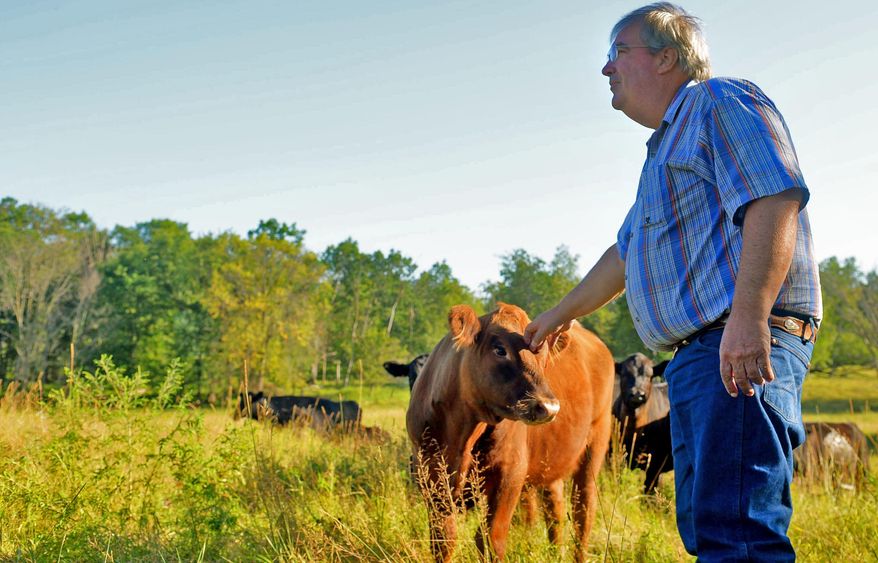 In this photo taken on Wednesday, Aug. 13, 2014, Mark Goodrich checks on his herd of about 100 Angus cattle on his ranch near Glenwood City, Wis. Goodrich, the deputy manager in charge of livestock and competition for the Minnesota State Fair, uses lessons learned from his ranch his to make sure the fair has some of the best-run agricultural competitions in the region. (AP Photo/The St. Paul Pioneer Press, John Autey) MINNEAPOLIS STAR TRIBUNE OUT
