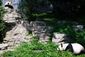 Bao Bao_8_21-13.jpg