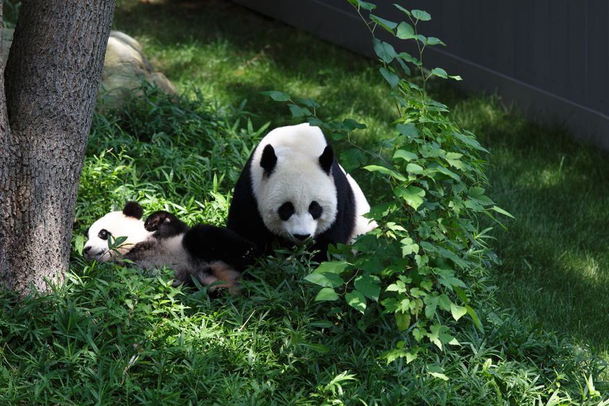 Baby panda Bao Bao, and her mother Mei, play in the outdoor panda pavillion. Bao Bao turns one-year old this weekend. Keith Lane/Special to the Washington Times