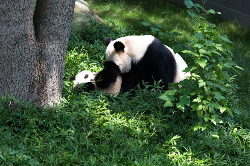 Baby panda Bao Bao, and her mother Mei, play in the outdoor panda pavillion. Bao Bao turns one-year old this weekend. Keith Lane/Special to the Washington Times
