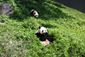 Bao Bao_8_21-3.jpg
